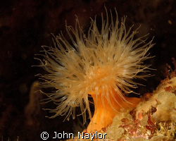 anemone.d200 60mm macro St. Abbs marine reserve by John Naylor 